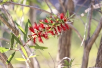 Red Bottlebrush - Everglades