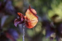 Red Marple Leaf - Florida