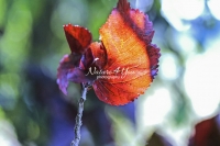 Red Marple Leaf - Everglades