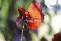 Red Marple Leaf - Everglades