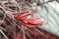 Cardinal Airplant - Everglades