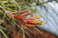 Cardinal Airplant - Florida
