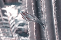 Moonlight Cactus - Everglades