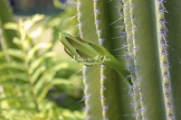 Moonlight Cactus - Florida