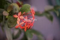 West Indian Jasmine - Everglades