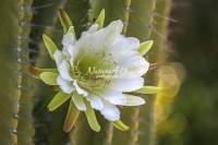 Moonlight Cactus - Florida