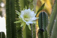 Moonlight Cactus - Florida