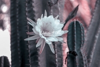 Moonlight Cactus - Everglades