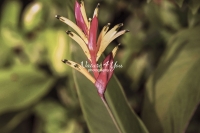 False Bird of Paradise - Everglades