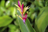 False Bird of Paradise - Everglades