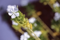 Astera Sunflower - Florida