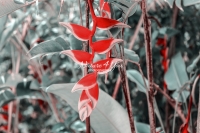 False Bird of Paradise - Florida