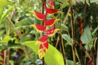 False Bird of Paradise - Florida