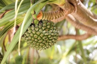 Seedpods Palmtree - Florida