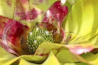 Neoregelia Tristis - Florida