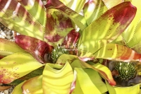 Neoregelia Tristis - Florida