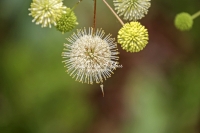 Common Buttonbush - Florida