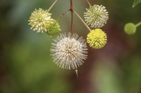 Common Buttonbush - Everglades