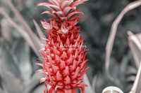 Red Wild Pineapple - Everglades