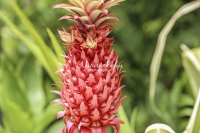 Red Wild Pineapple - Everglades