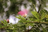 Pink Powder Puff - Everglades