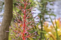 Portea Petropolitana - Everglades