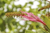 Plants;trees; Everglades; Flowers, fruit tree; Florida; Botany, tropical; nature photography