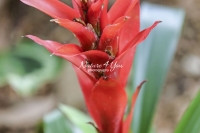 Costus Osae - Everglades