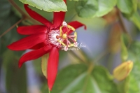 Passion Flower - Florida