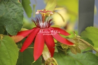 Passion Flower - Florida