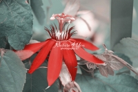 Passion Flower - Everglades