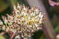 Portea Candy Bromeliaceae - Florida
