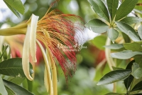 Malabar Chestnut - Money Tree - Florida