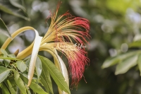 Malabar Chestnut - Money Tree - Florida