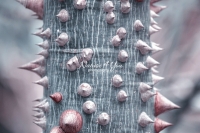 Silk Floss Tree - Everglades