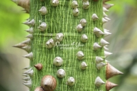 Silk Floss Tree - Everglades