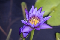 Water Lily - Everglades