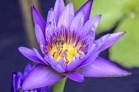 Water Lily - Everglades