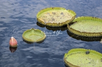 Water Lily - Everglades