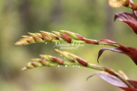 Flowers - Everglades
