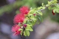 Powder Puff Plant - Fairy Duster - Everglades