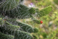 Florida Semaphore Cactus - Everglades