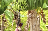 Banana Tree - Florida