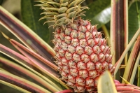 Red Wild Pineapple - Everglades