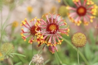 Indian Blanket - Florida