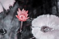 Water Lily - Florida - Everglades