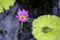 Water Lily - Florida