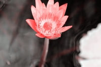 Water Lily - Florida