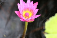 Water Lily - Florida