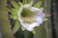 Moonlight Cactus - Everglades